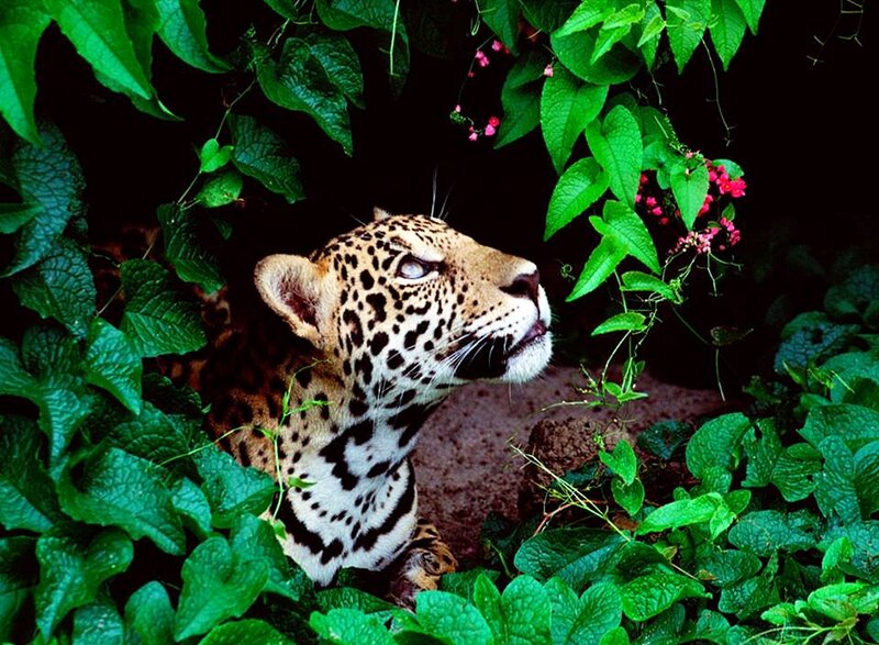 Jaguar in Foliage — Green