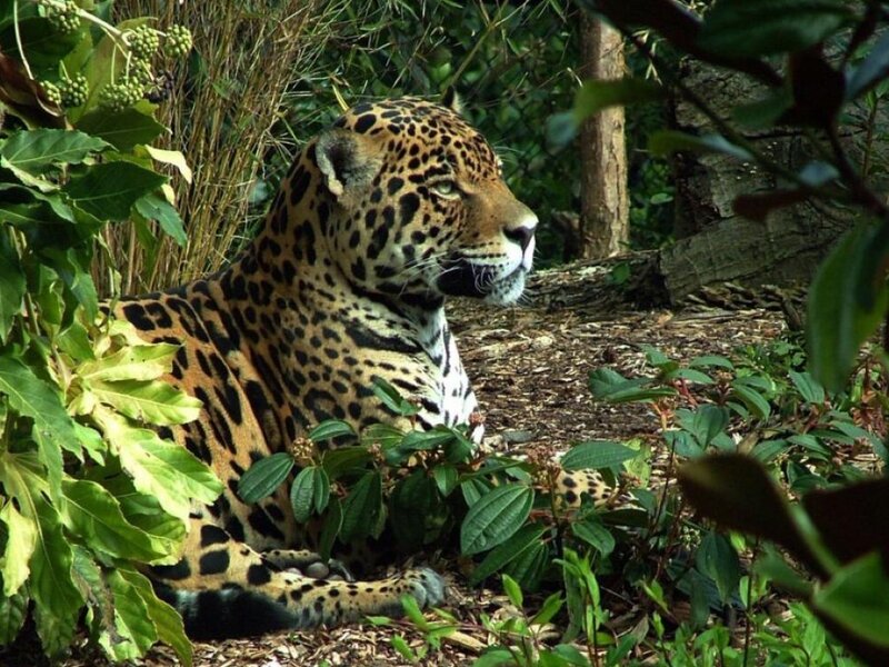 Jaguar in Foliage