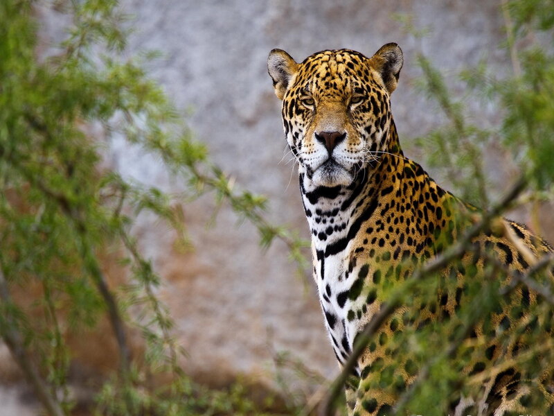 Jaguar in Foliage — Yellow, Alert