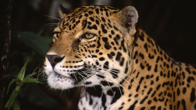 Jaguar in Forest — Brown, Alert, Photograph, Leaves