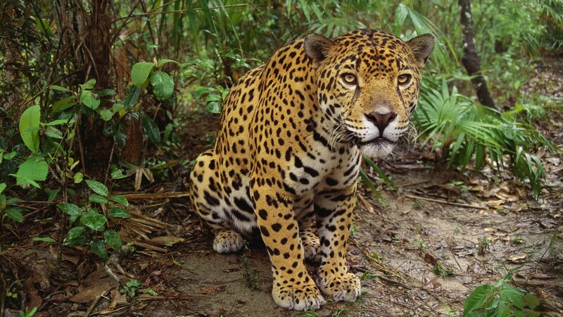 Jaguar in Forest — Brown, Alert, Photograph, Plants