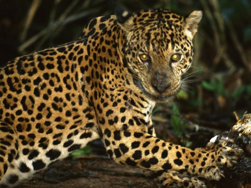 Jaguar in Forest — Brown, Alert, Photograph