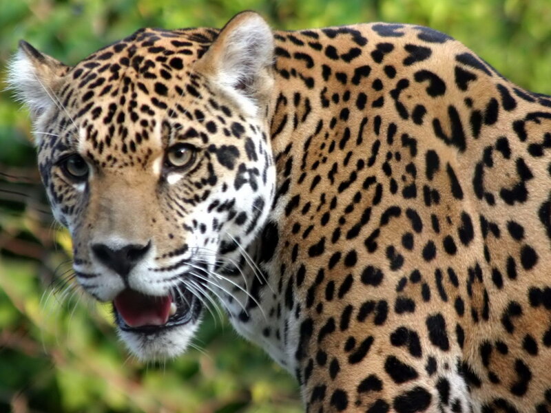 Jaguar in Forest — Brown, Alert