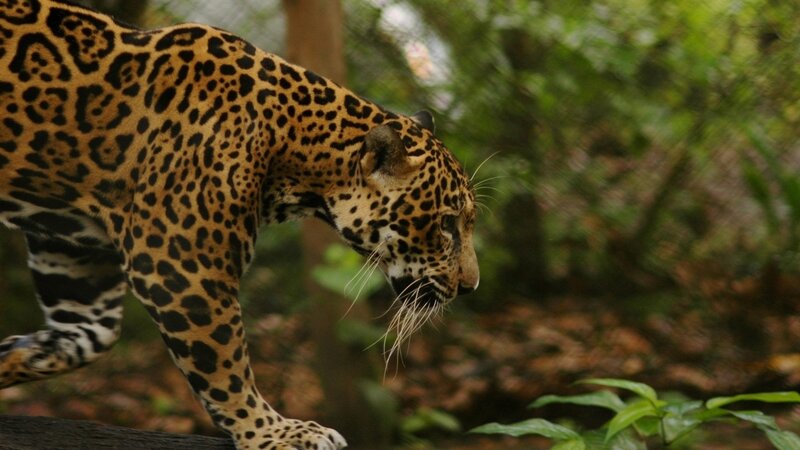Jaguar in Forest — Brown, Natural, Photograph