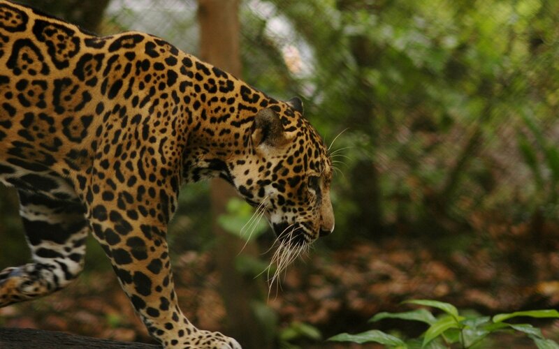 Jaguar in Forest — Brown, Natural
