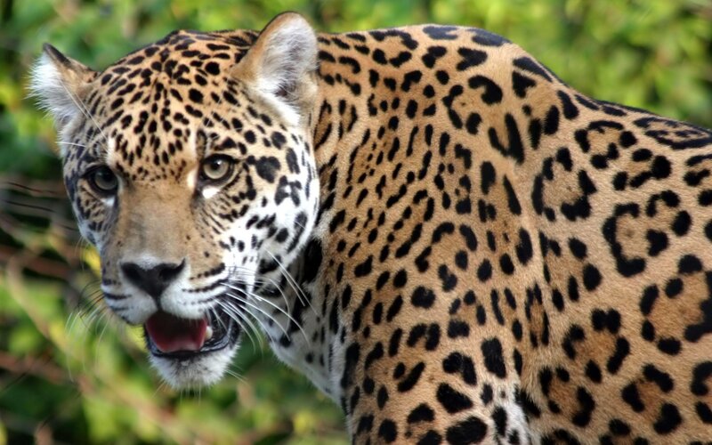 Jaguar in Forest — Brown