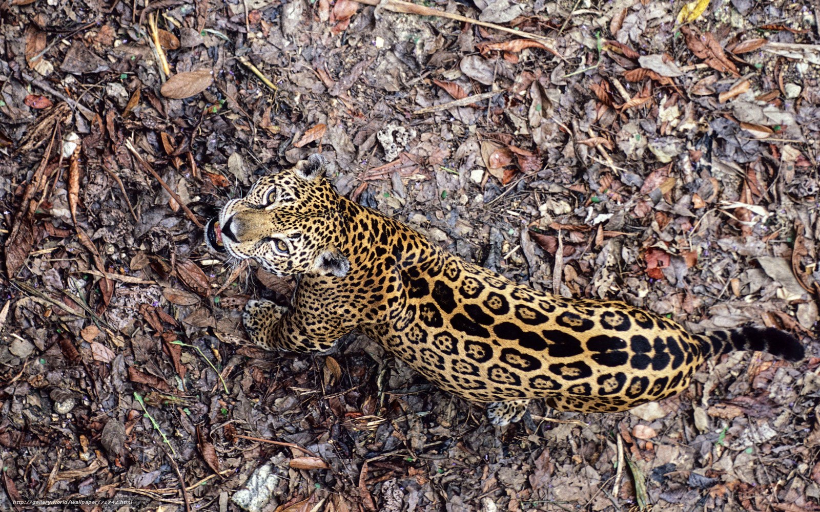 Jaguar in forest floor