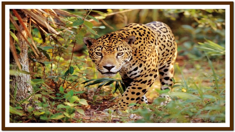 Jaguar in Forest — Green, Alert