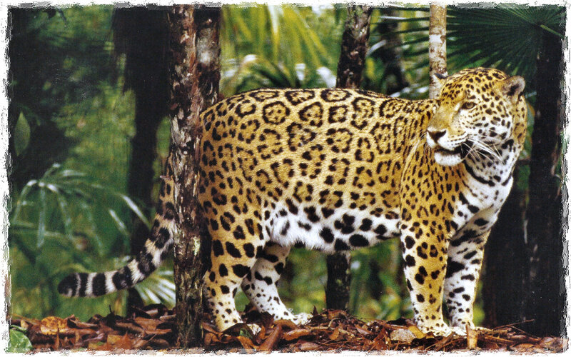 Jaguar in Forest — Green