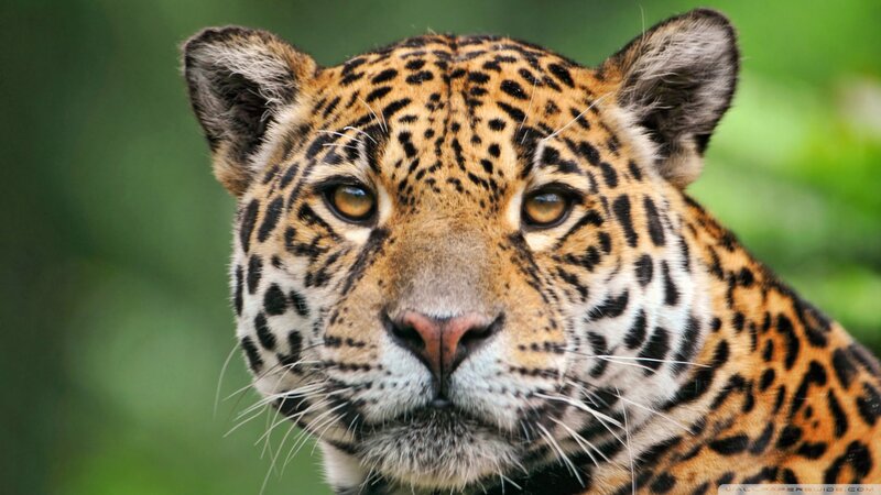 Jaguar in Forest — Orange