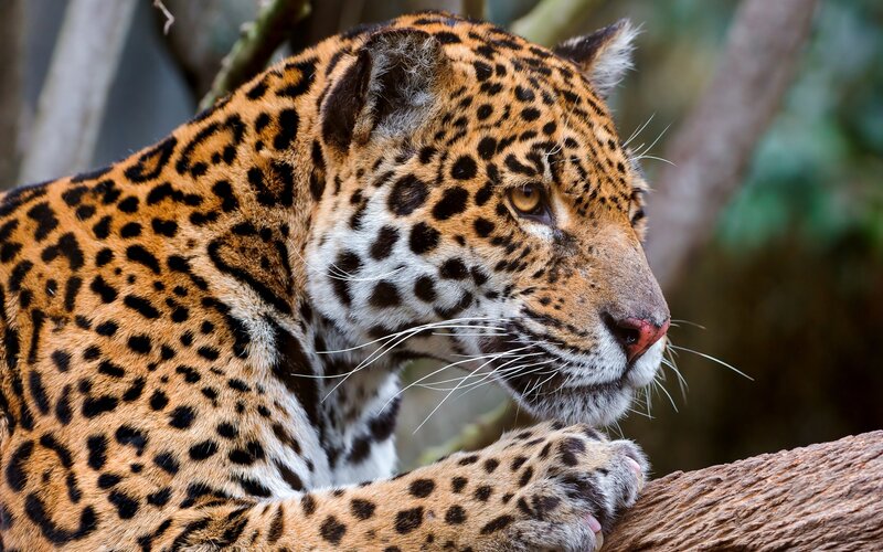 Jaguar in forest setting