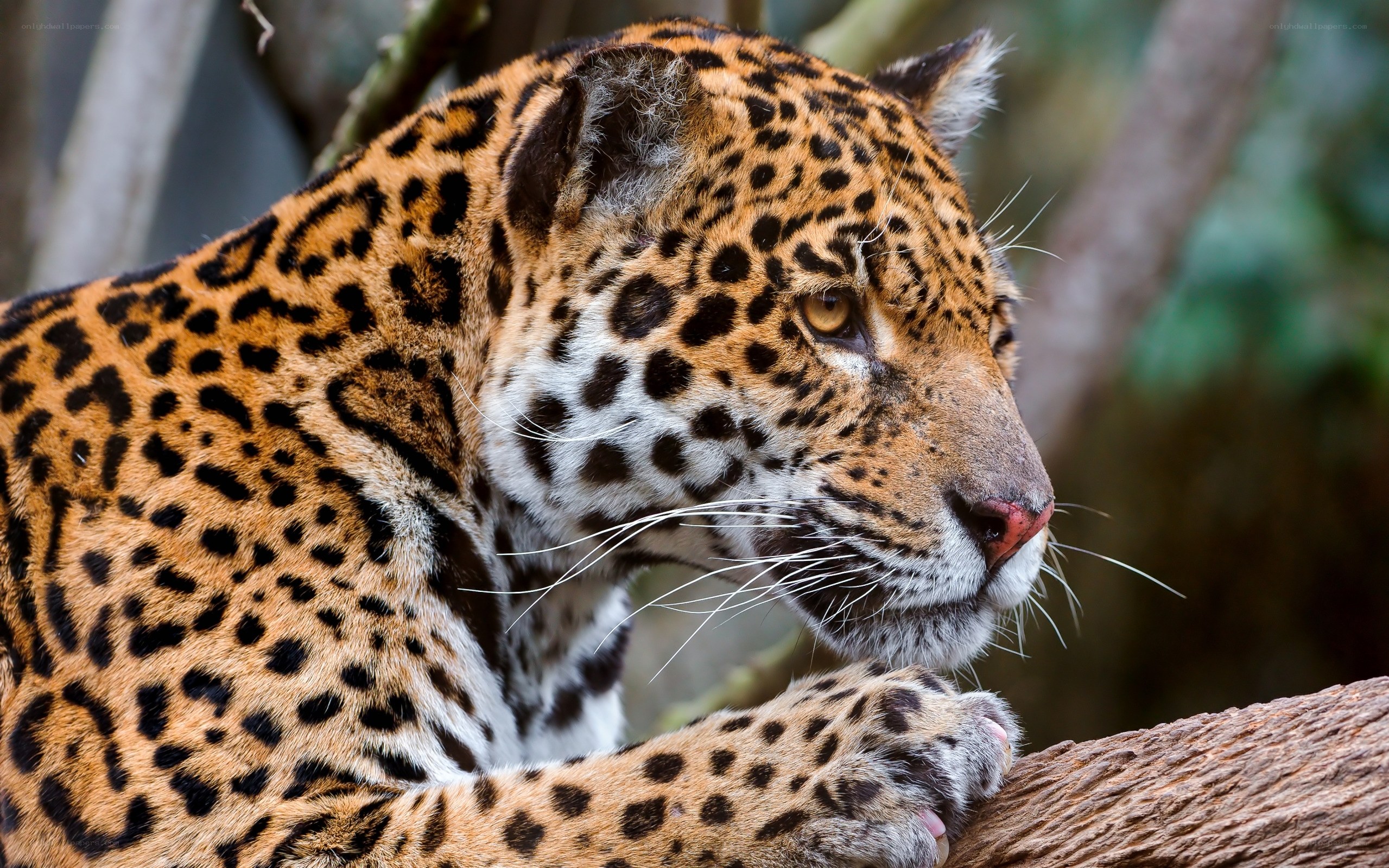 Jaguar in forest setting