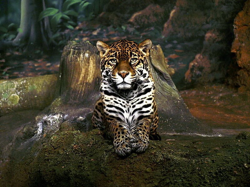 Jaguar in Forest