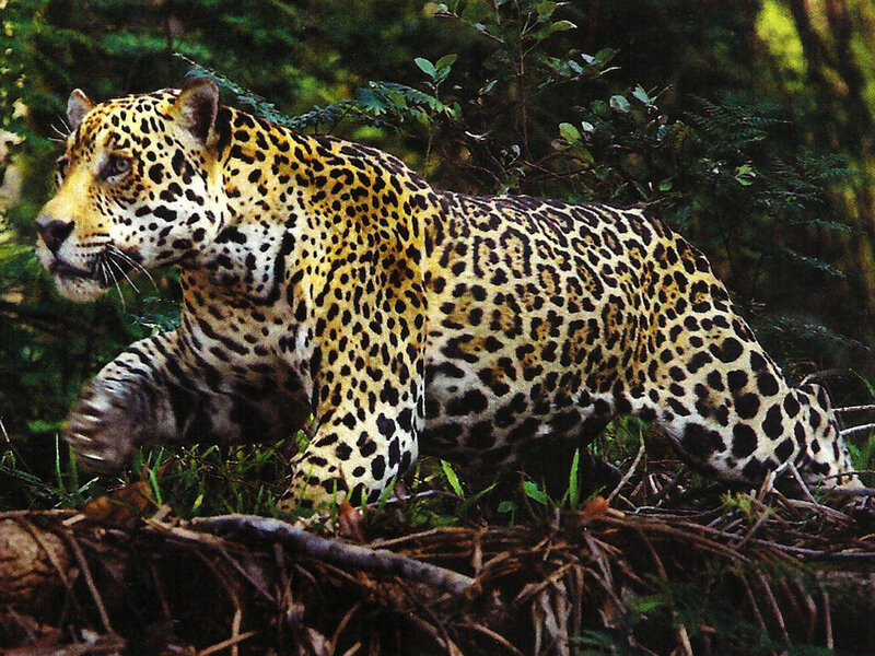Jaguar in Forest — Yellow