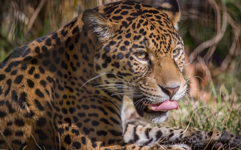 Jaguar in Grass — Brown