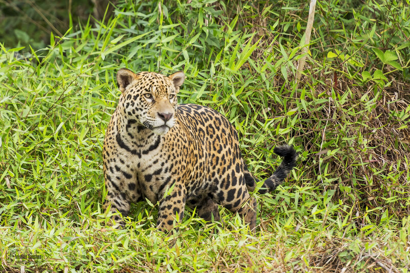 Jaguar in Grass — Green, Alert, Afternoon, Photograph, Plants