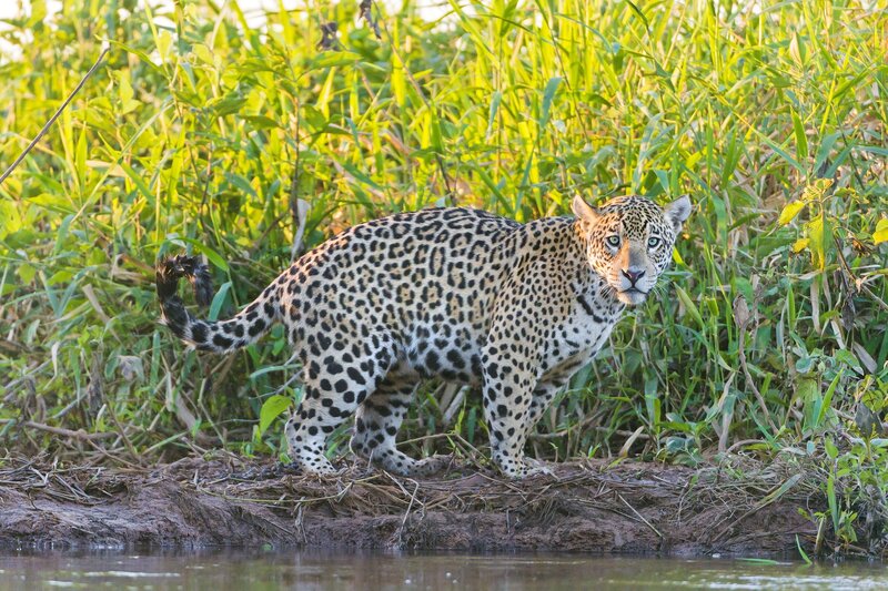 Jaguar in Grass — Green, Alert, Afternoon