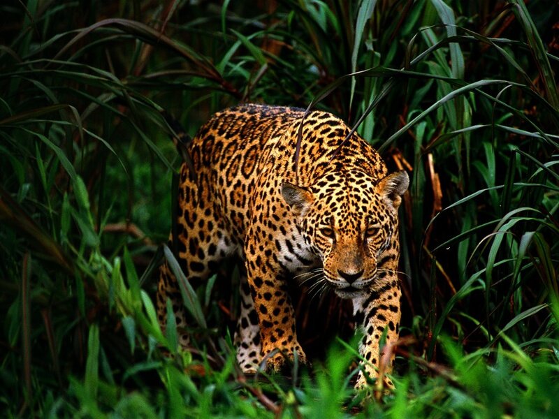 Jaguar in Grass — Green, Alert, Photograph, Forest