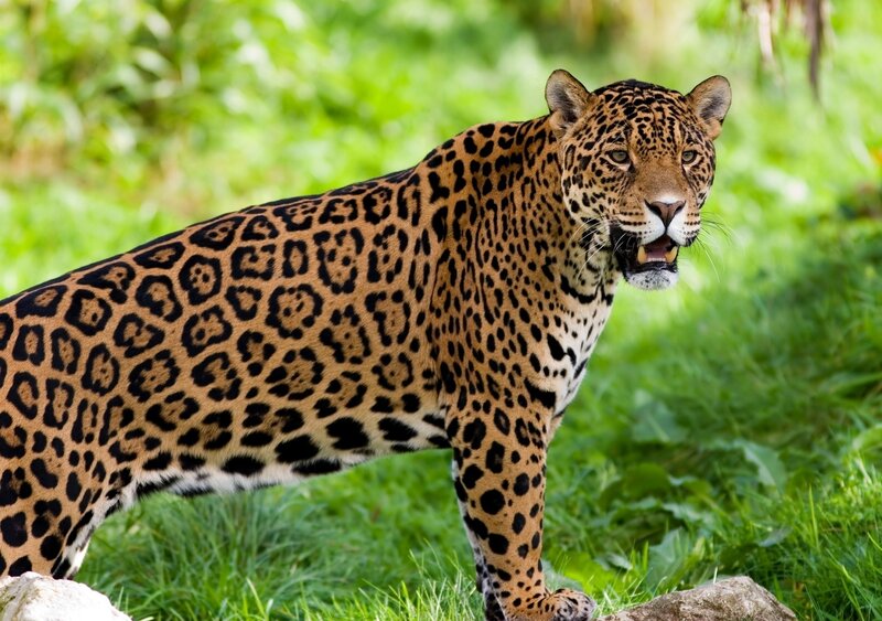 Jaguar in Grass — Green, Alert