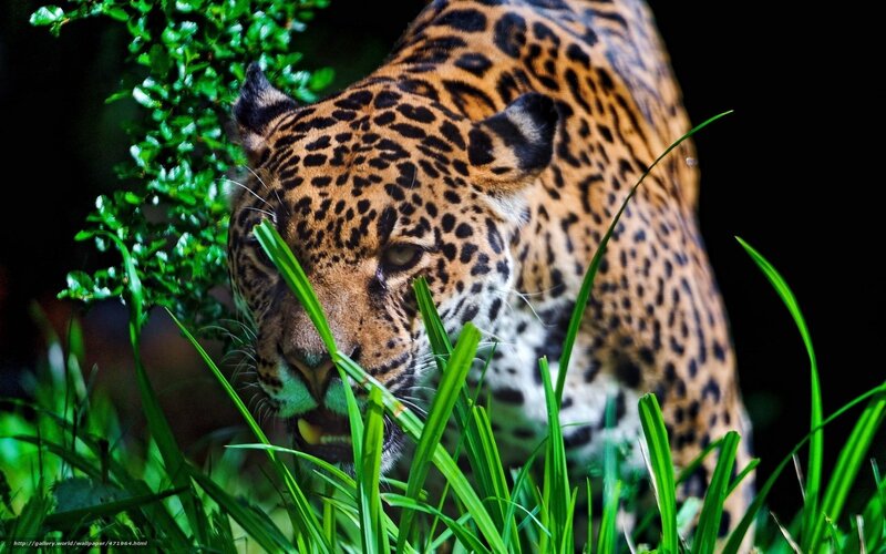Jaguar in Grass — Green, Dramatic