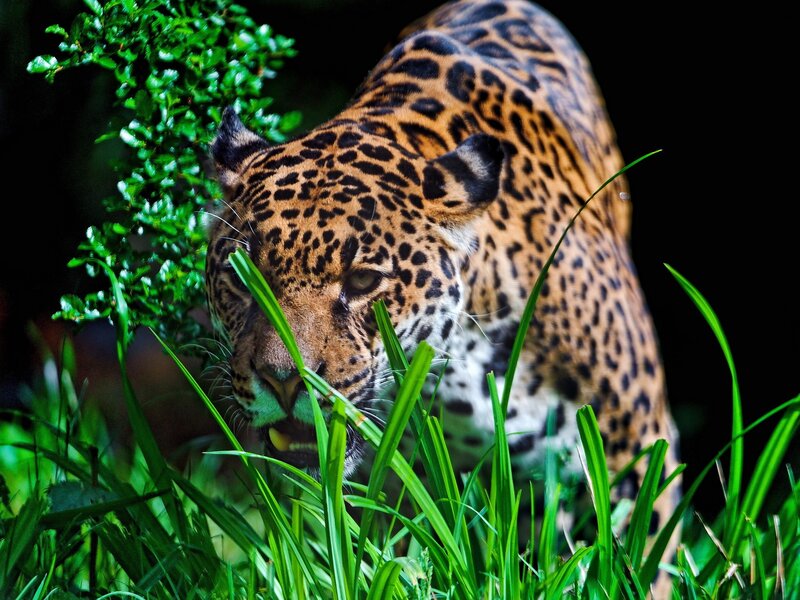 Jaguar in Grass — Green, Intense, Photograph