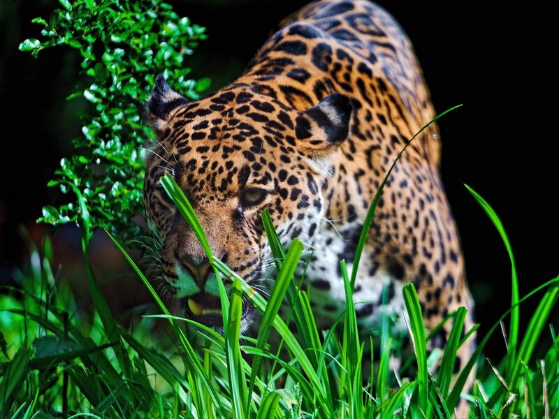 Jaguar in Grass — Green, Intense