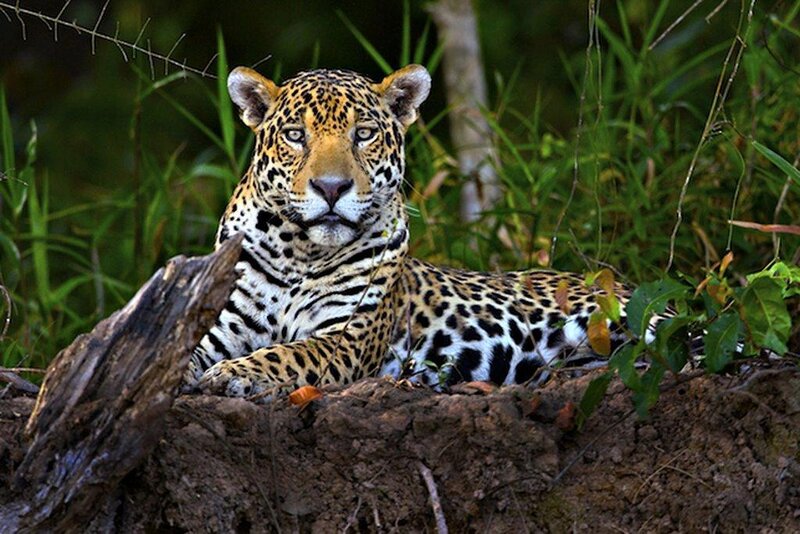 Jaguar in Grass — Green