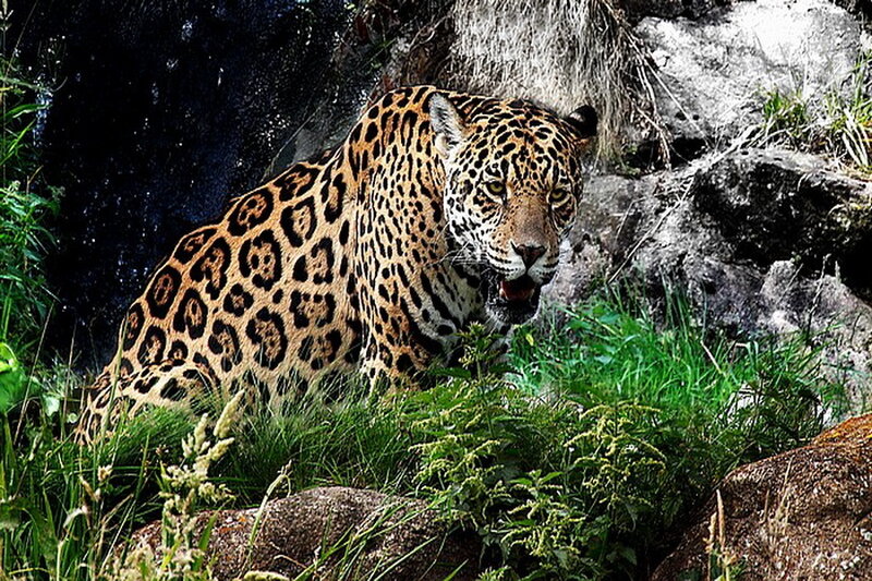 Jaguar in Grass