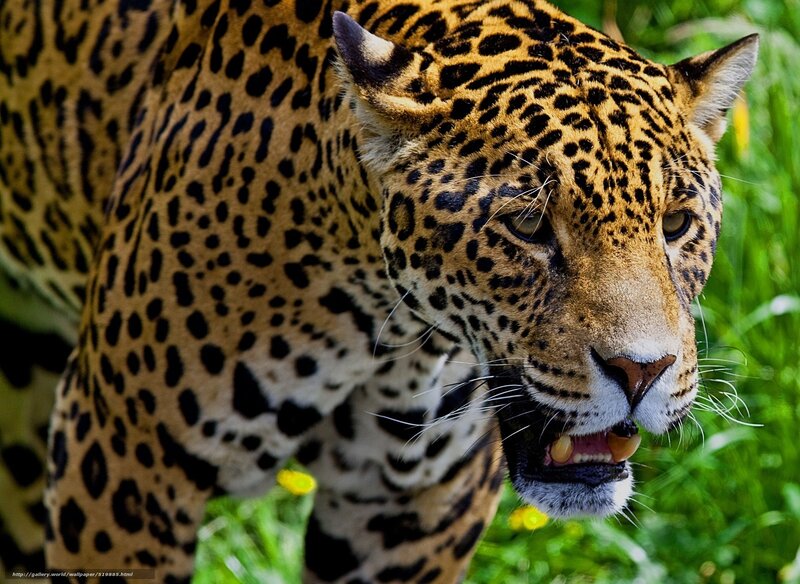 Jaguar in Grass — Yellow