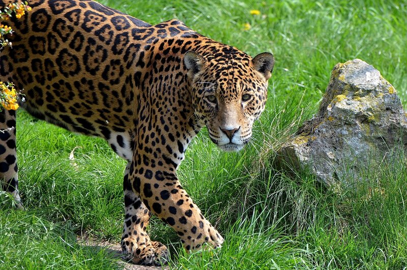 Jaguar in grassy enclosure