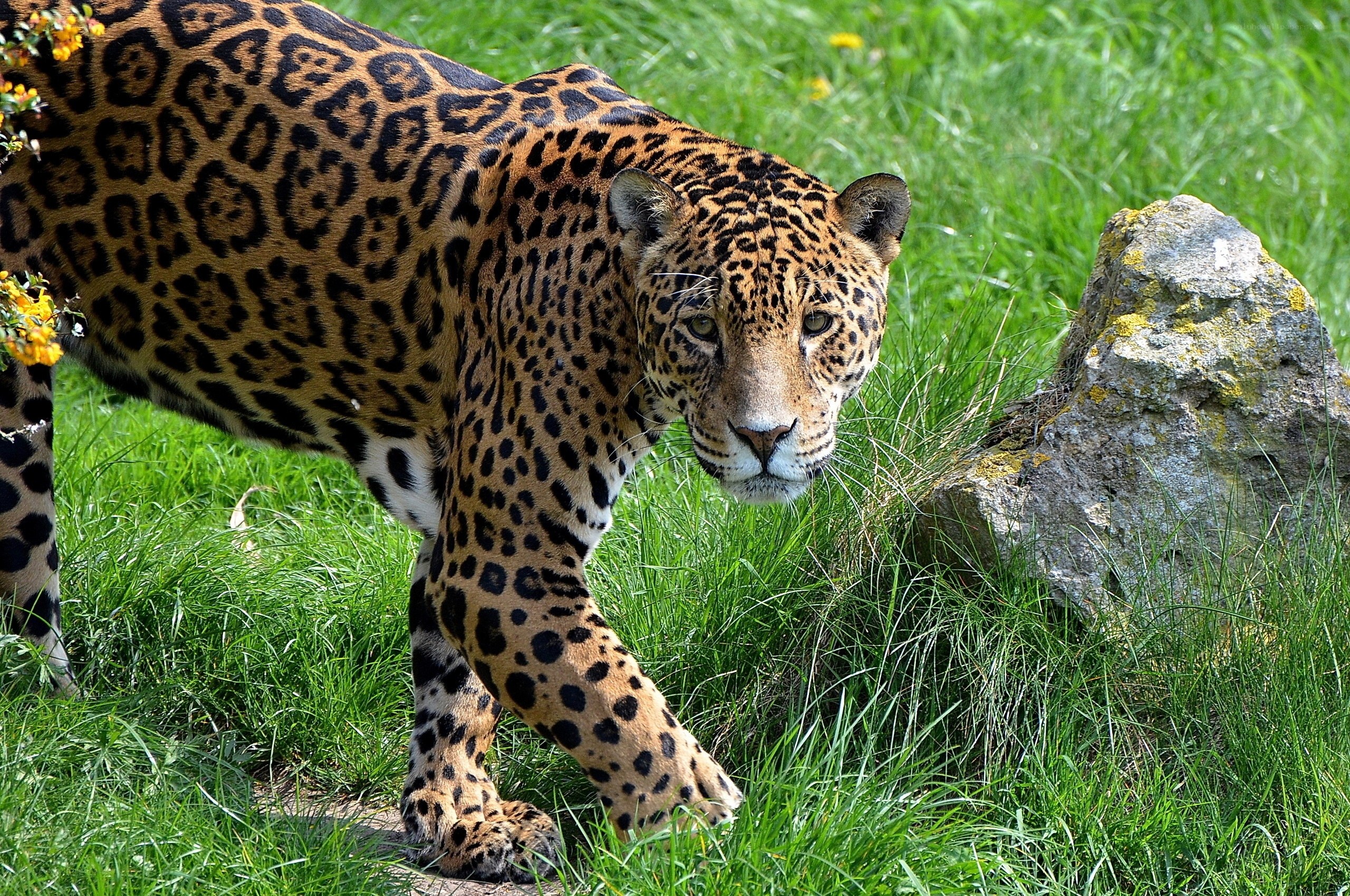 Jaguar in grassy enclosure