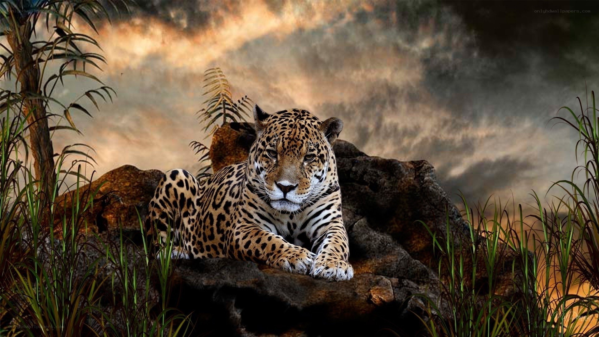 Jaguar in jungle at sunset