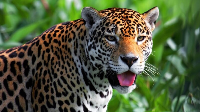 Jaguar in Jungle — Black, Alert