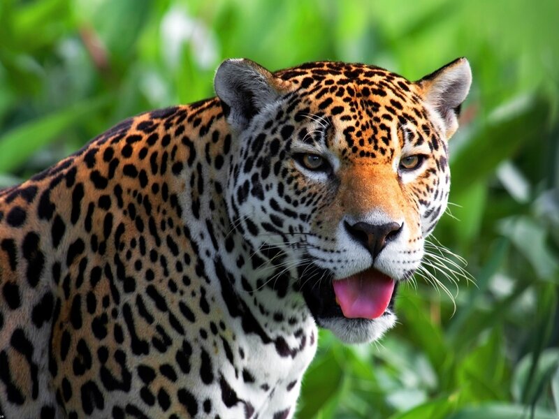 Jaguar in Jungle — Black