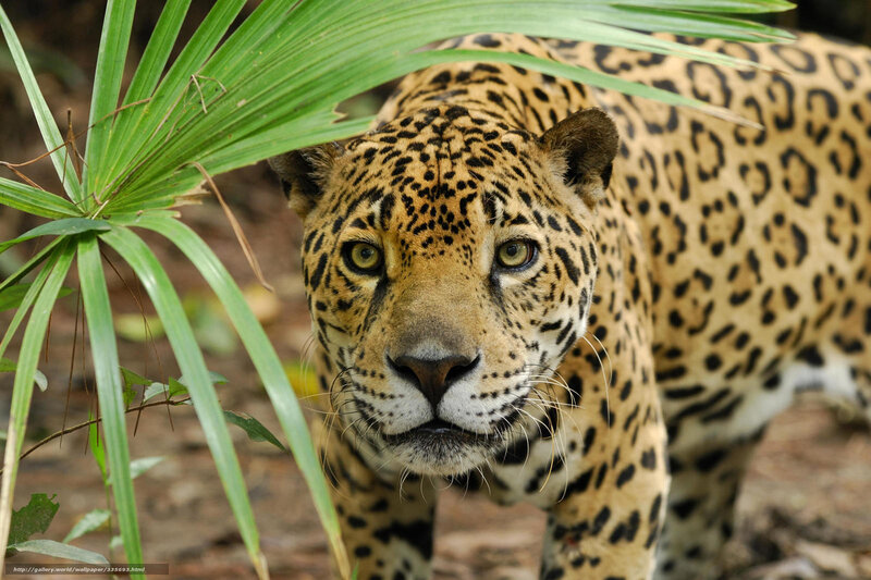 Jaguar in Jungle — Brown, Alert
