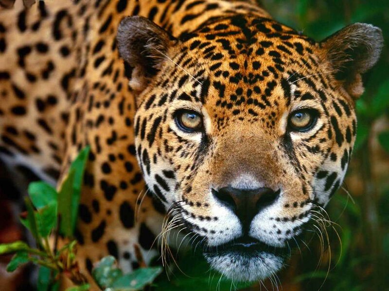 Jaguar in Jungle — Brown