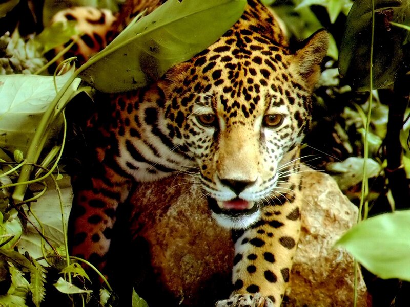 Jaguar in jungle foliage