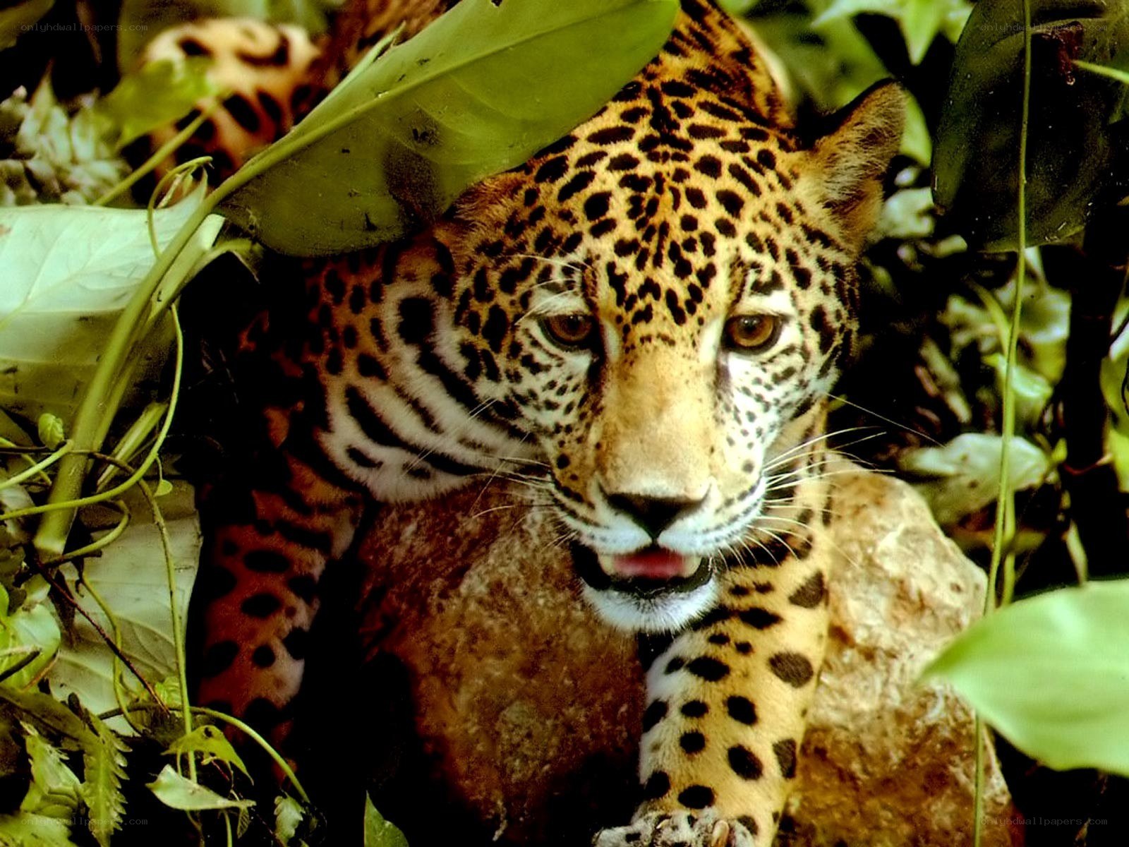 Jaguar in jungle foliage