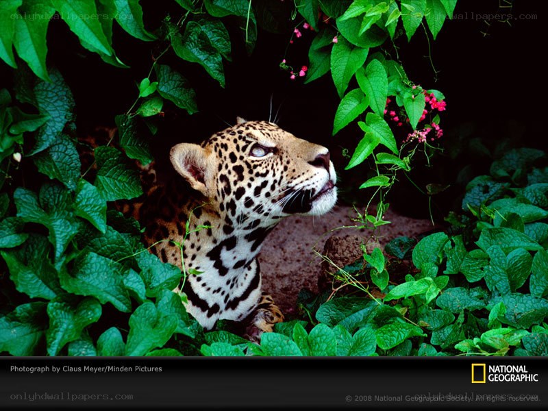 Jaguar in jungle foliage
