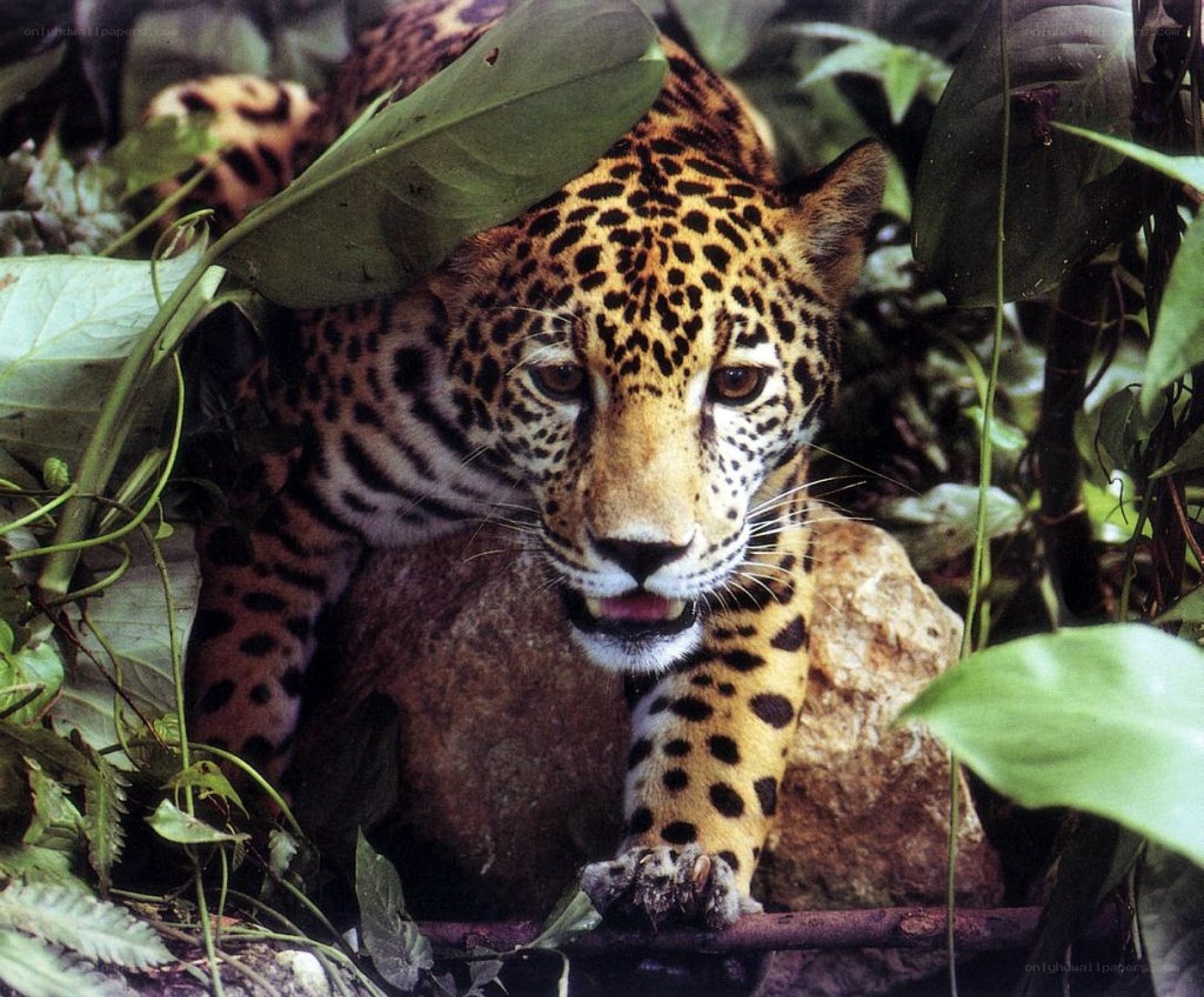 Jaguar in jungle foliage
