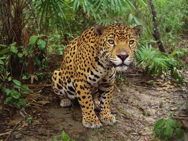 Jaguar in Jungle — Green, Alert, Photograph, Forest