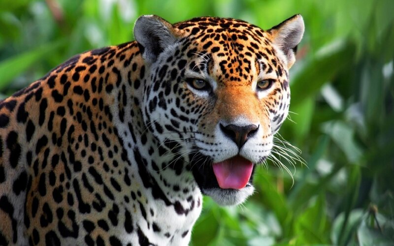 Jaguar in Jungle — Green, Alert, Photograph, Leaves, Forest