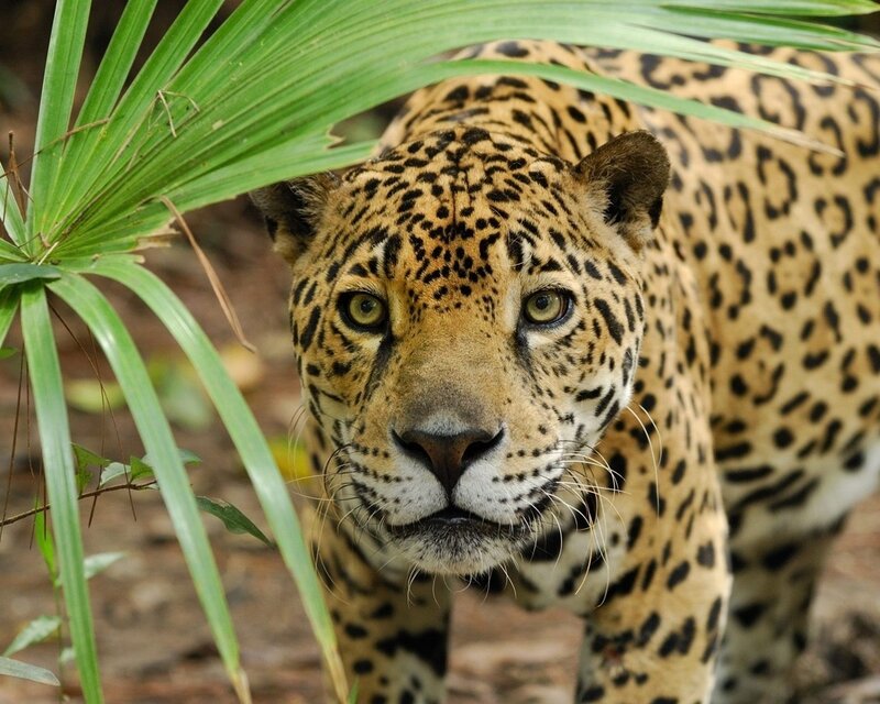 Jaguar in Jungle — Green, Alert, Photograph, Palm Leaf, Forest Floor, Tan