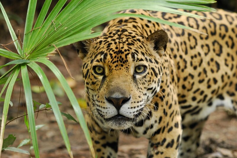 Jaguar in Jungle — Green, Alert, Photograph, Palm Leaf, Forest Floor