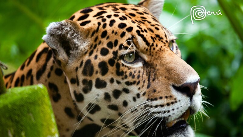 Jaguar in Jungle — Green, Alert, Photograph