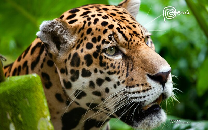 Jaguar in Jungle — Green, Alert