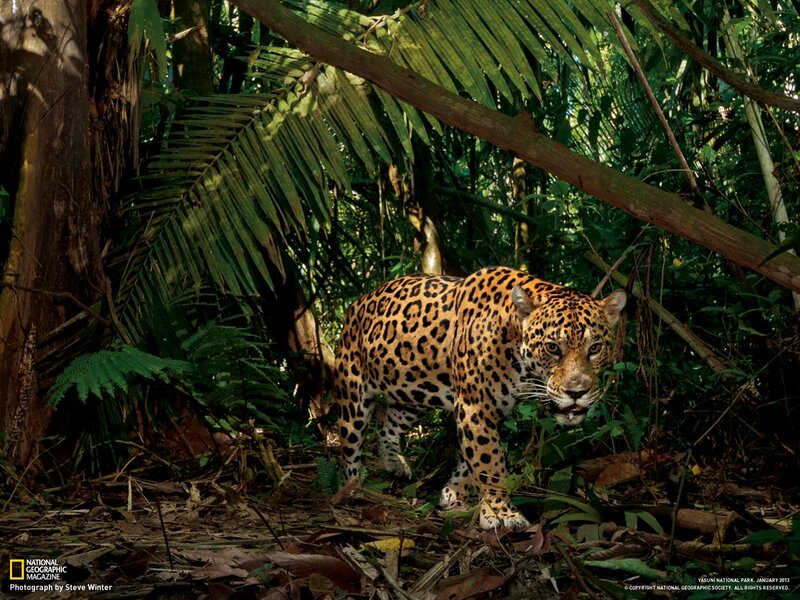 Jaguar in Jungle — Green, Natural
