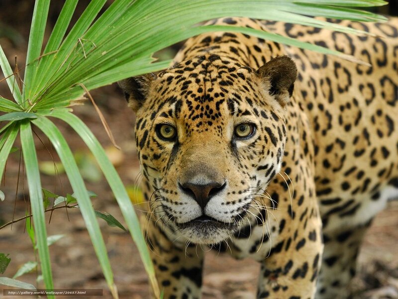 Jaguar in Jungle — Green