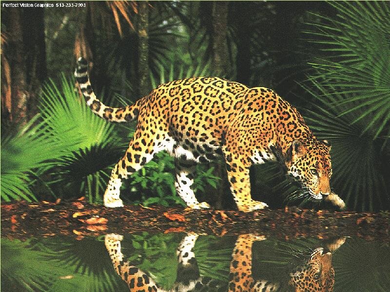 Jaguar in jungle habitat