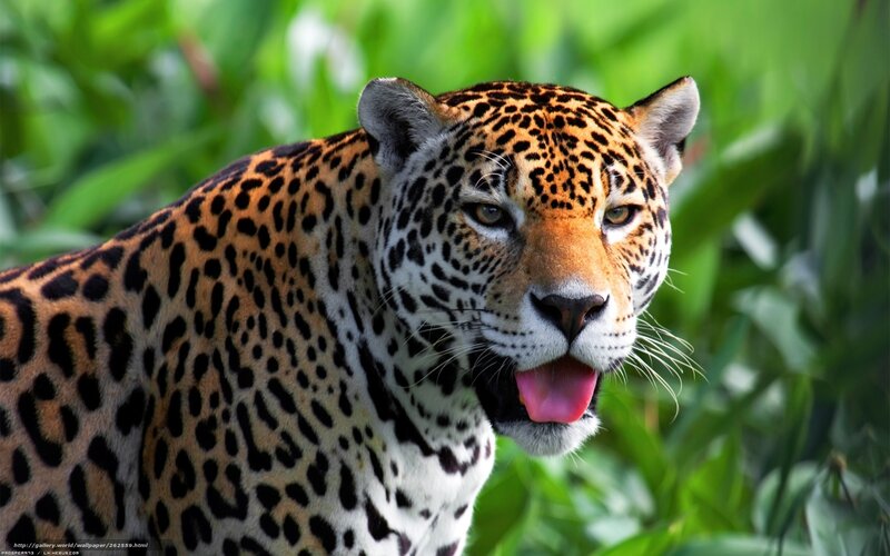 Jaguar in Jungle — Orange, Alert